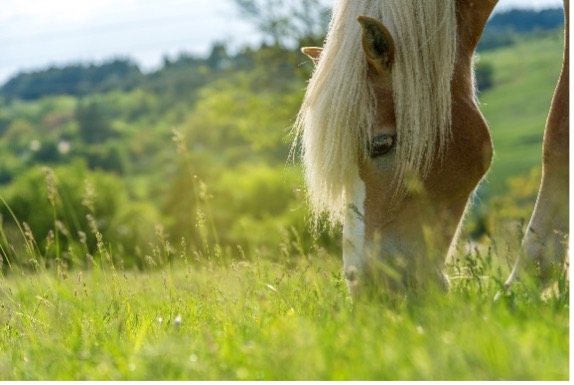 Palomino horse grazing on spring grass
