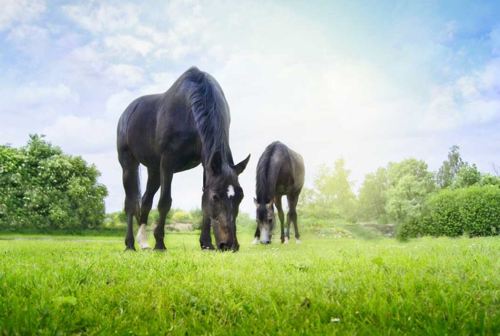 H Bradshaws grazing horses