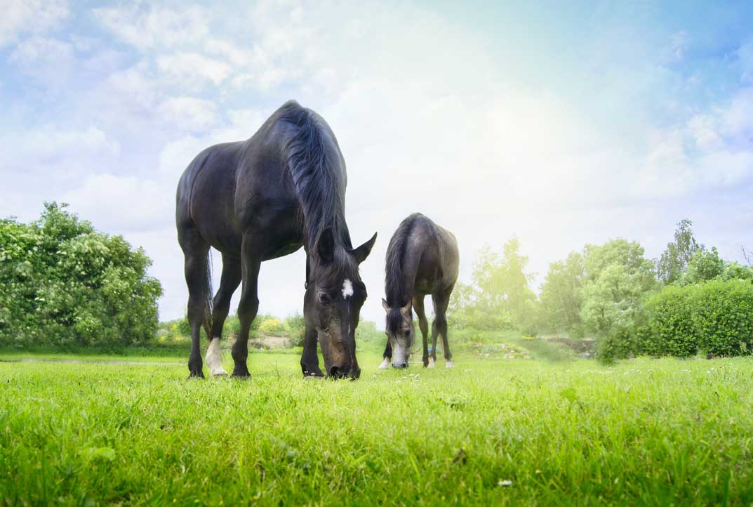H Bradshaws grazing horses