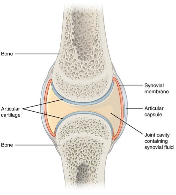 Diagram showing the anatomy of an equine joint