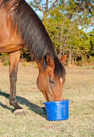 H Bradshaws horse feeding from a bucket in field