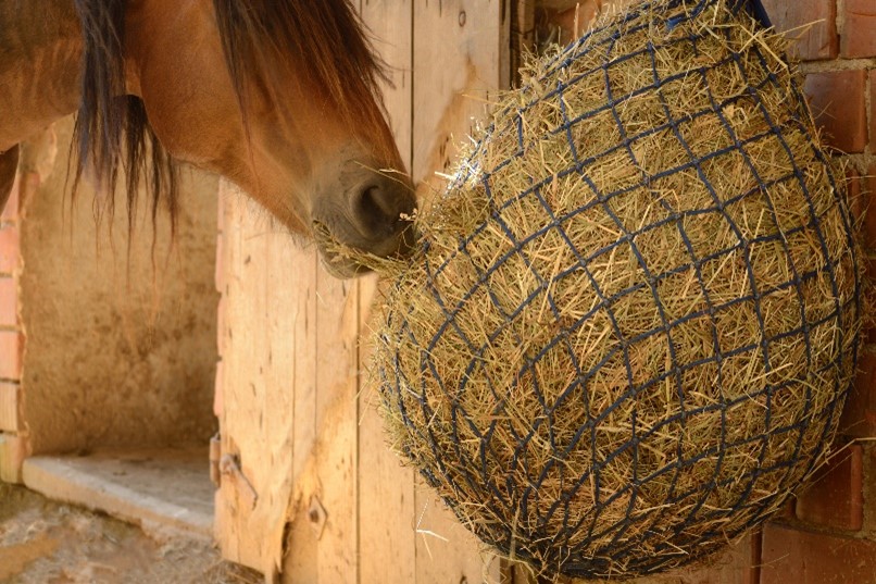 Bay horse eating hay from a haynet
