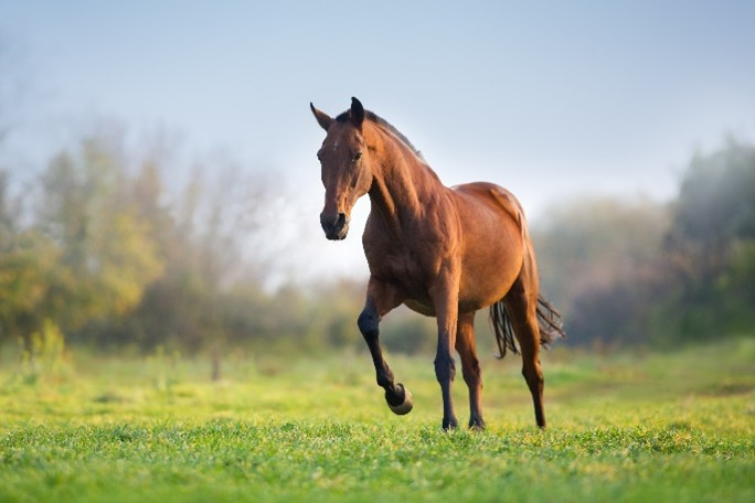 H Bradshaws Horse in field cantering