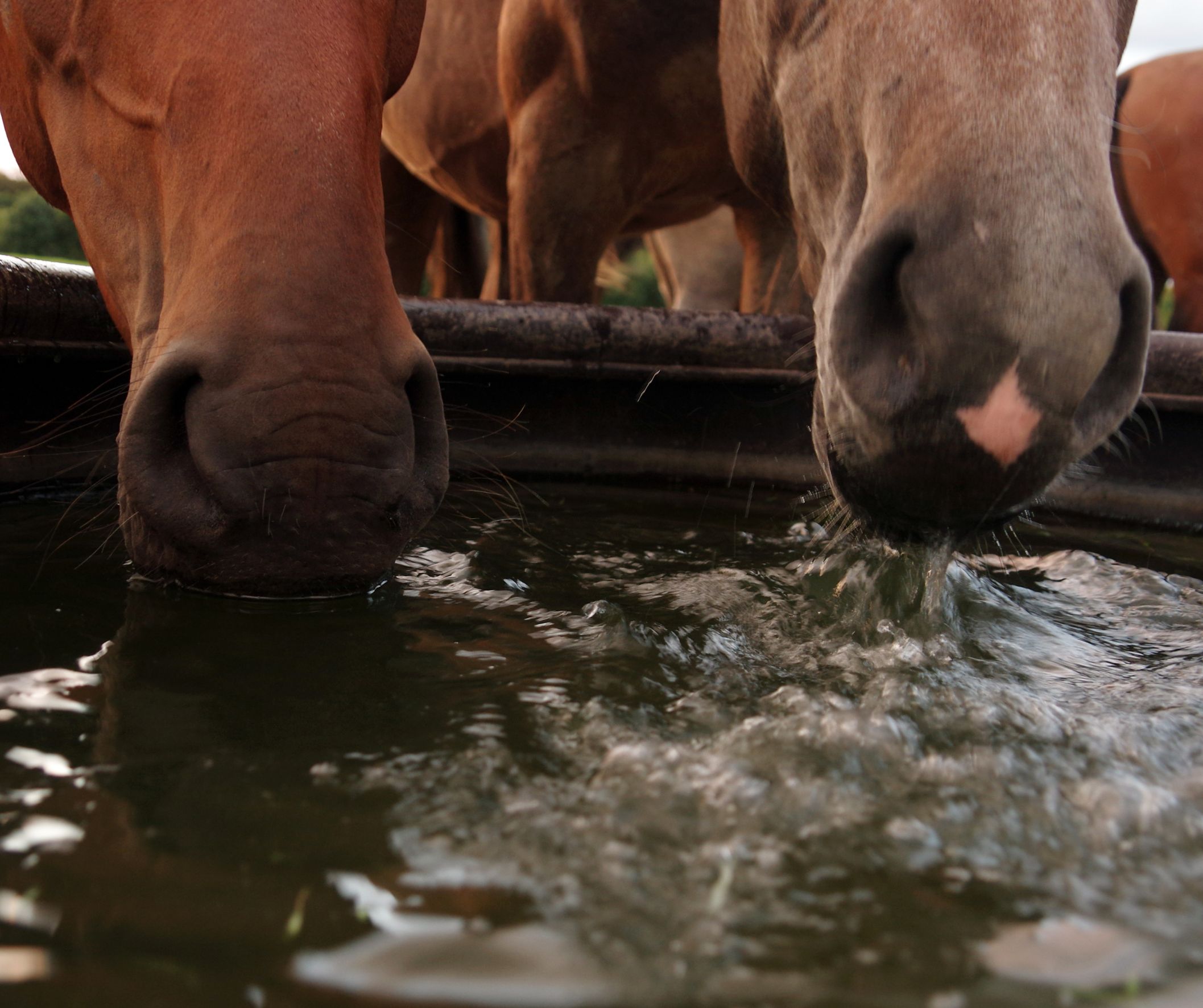 Horses drinking from a water trough in a field