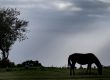 Horse grazing in a field. Silhouette of tree and dark sky