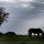 Horse grazing in a field. Silhouette of tree and dark sky
