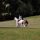 Two horses and riders hacking in the countryside