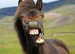 Bay horse yawning showing its teeth