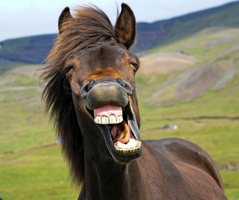 Bay horse yawning showing its teeth