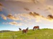 Horses grazing. lots of blue sky, green grass
