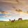 Horses grazing. lots of blue sky, green grass