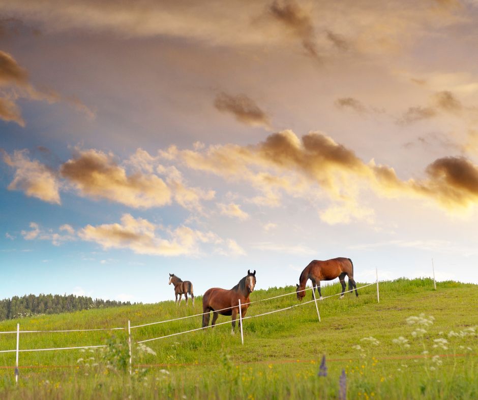 Horses grazing. lots of blue sky, green grass